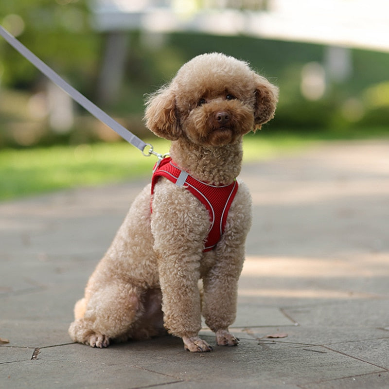 Dog Harness Leash Set